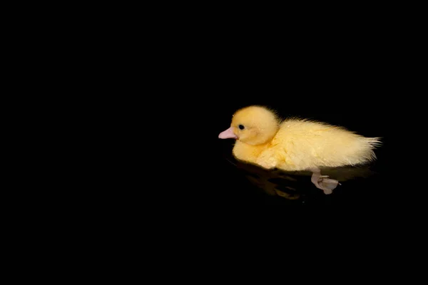 a duck